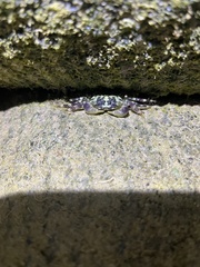 Pachygrapsus plicatus