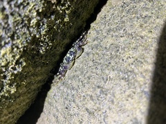Pachygrapsus plicatus