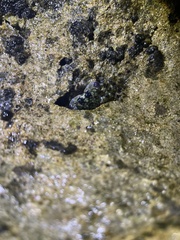 Pachygrapsus plicatus
