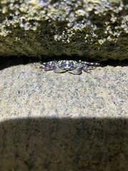 Pachygrapsus plicatus