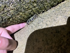 Pachygrapsus plicatus