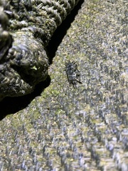 Pachygrapsus plicatus
