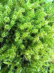 Rhytidiadelphus squarrosus