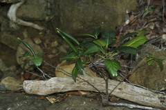 Atractocarpus baladicus