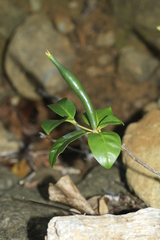 Atractocarpus baladicus
