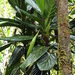 Atractocarpus colnettianus - Photo (c) hervevan, some rights reserved (CC BY-NC)