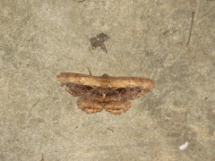 Chorodna pseudobolima