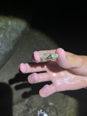 Leptodius sanguineus