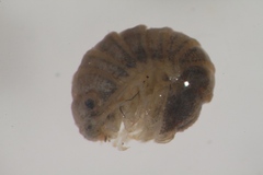 Sphaeroma