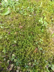 Rhytidiadelphus squarrosus