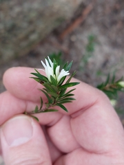 Pseudanthus pimeleoides