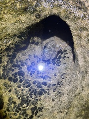 Leptodius sanguineus