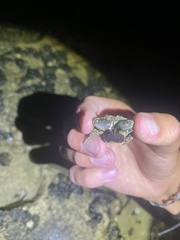 Leptodius sanguineus