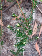 Pseudanthus pimeleoides