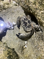 Leptodius sanguineus