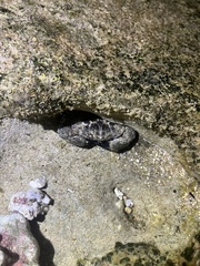 Leptodius sanguineus