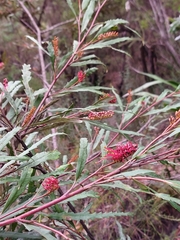 Grevillea longifolia