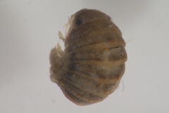 Sphaeroma