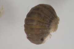 Sphaeroma