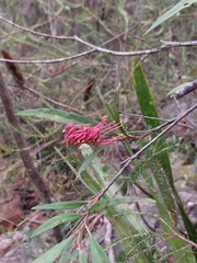 Grevillea longifolia