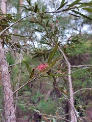 Grevillea longifolia