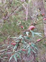 Grevillea longifolia