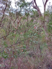 Grevillea longifolia