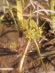 Sparganium stoloniferum