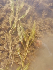 Potamogeton × salicifolius