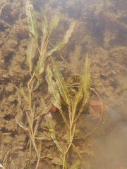 Potamogeton × salicifolius