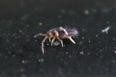 Entomobrya clitellaria