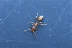 Temnothorax schaumii