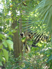 Propithecus coquereli