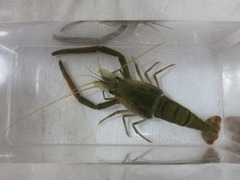 Macrobrachium japonicum