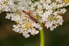 Lissonota cruentator