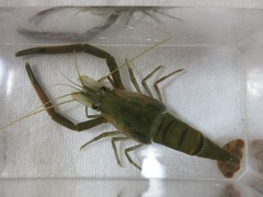 Macrobrachium japonicum