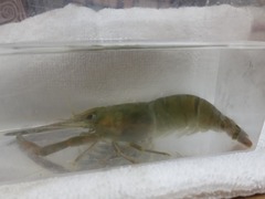 Macrobrachium japonicum