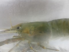 Macrobrachium japonicum