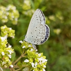Celastrina gigas