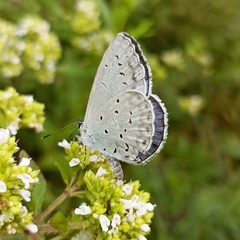 Celastrina gigas