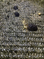 Pachygrapsus planifrons