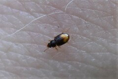 Mioptachys flavicauda