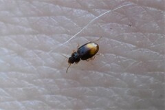 Mioptachys flavicauda