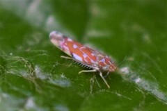 Erythroneura rubra