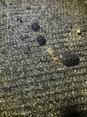 Pachygrapsus planifrons
