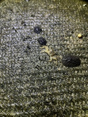 Pachygrapsus planifrons