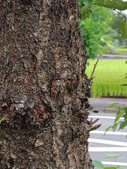 Graptopsaltria nigrofuscata