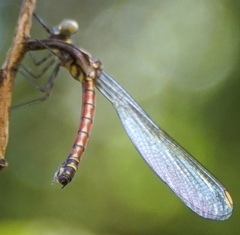 Rhinocypha pagenstecheri timorana