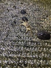 Pachygrapsus planifrons