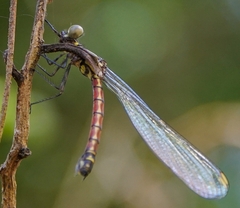 Rhinocypha pagenstecheri timorana